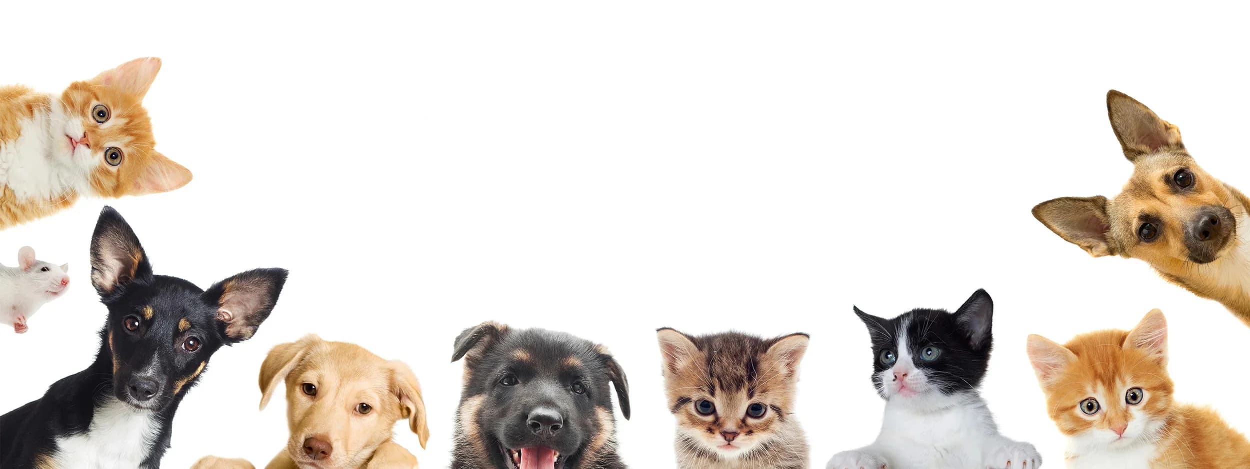 petsNmore terms and conditions banner