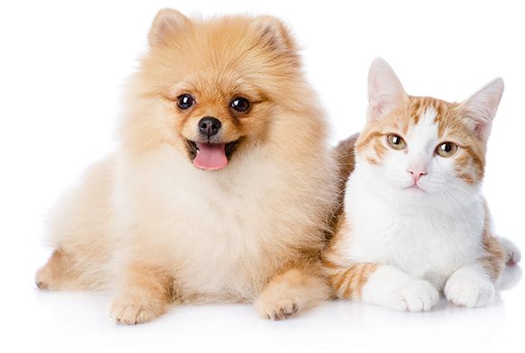 personalized pet care